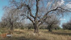 La Xylella che uccide gli ulivi