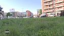 Erba alta a Milano per salvare l'ambiente