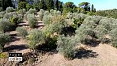 Olio - prezzi alle stelle e gli alberi vengono distrutti