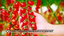 L'Europa ci farà mangiare pomodori modificati in laboratorio?