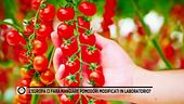 L'Europa ci farà mangiare pomodori modificati in laboratorio?
