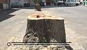 Spudorati: lo scandalo dei 18mila alberi abbattuti a Roma