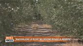 "Raccogliere le olive? No, devono ridarci il reddito"