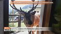 Cervo Bambotto, cibo e carezze sull'uscio di casa