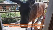 Ucciso il cervo Bambotto ma ora è caccia all'uomo