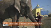 Leoni in gabbia, come vivono e come vengono trattati