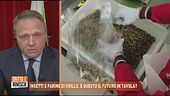 Farine di grilli, parla il ministro Lollobrigida