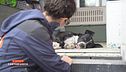Crudeltà sugli animali