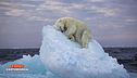 Mauro Corona e la fotografia dell'orso alla deriva