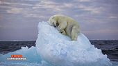 Mauro Corona e la fotografia dell'orso alla deriva
