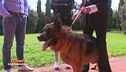 Gunter: il cane più ricco del mondo