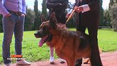 Gunter: il cane più ricco del mondo