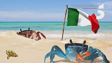 Anche i granchi blu festeggiano il ritorno di Striscia la notizia