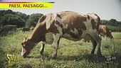 Davide Rampello e il pascolo rigenerativo nell'antica Sutri