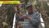 A "Speranza verde" la palma che resiste al freddo