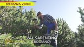 "Speranza verde" alla scoperta del pino mugo