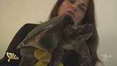 "Ambiente ciovani", occhio alle tartarughe azzannatrici