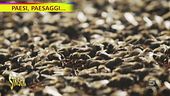 Alla scoperta dell'ape nera sicula
