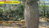Ceiba speciosa: è una pianta o un albero?