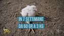 Se il pollo che mangiamo è cresciuto troppo in fretta