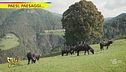 Anche in Alto Adige si fa la mozzarella di bufala
