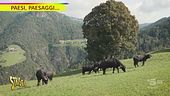 Anche in Alto Adige si fa la mozzarella di bufala