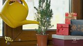"Ambiente Ciovani": albero di Natale, meglio vero o finto?