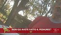 Cani di razza venduti senza pedigree: è legale?