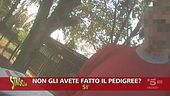 Cani di razza venduti senza pedigree: è legale?