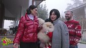 Volpini di Pomerania, un mercato con tanti misteri