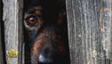Botti di Capodanno, tutti i rischi per uomini e animali
