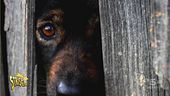 Botti di Capodanno, tutti i rischi per uomini e animali