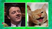 Politici e animali: Matteo Salvini cane, Matteo Renzi gatto
