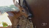 Modena, il centro che salva e libera i cuccioli di capriolo