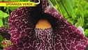 "Speranza Verde" e l'aristolochia brasiliana