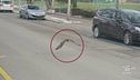 Zurigo, multato un rapace