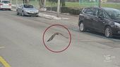 Zurigo, multato un rapace