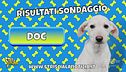 Si chiama Doc il nuovo cucciolo di Striscia la notizia