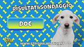 Si chiama Doc il nuovo cucciolo di Striscia la notizia