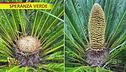 Cycas, la pianta preistorica ricomparsa sull'Isola di Wight