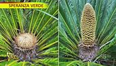 Cycas, la pianta preistorica ricomparsa sull'Isola di Wight