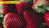 "Speranza Verde", le fragole possono salvare la vita