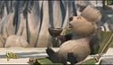 Quella lontra di mare è il sosia (animato) di Sergio Friscia