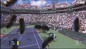Indian Wells, invasione di api in campo