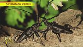 Cerambyx cerdo, l'insetto che ama le querce