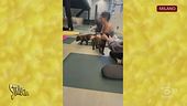 Il Puppy Yoga: benessere per tutti, ma non per i cani