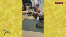Il Puppy Yoga: benessere per tutti, ma non per i cani