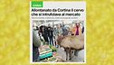 Cortina, allontanato il cervo che gironzolava per il mercato