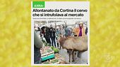 Cortina, allontanato il cervo che gironzolava per il mercato