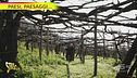 A "Paesi, paesaggi..." le vigne secolari di Tramonti